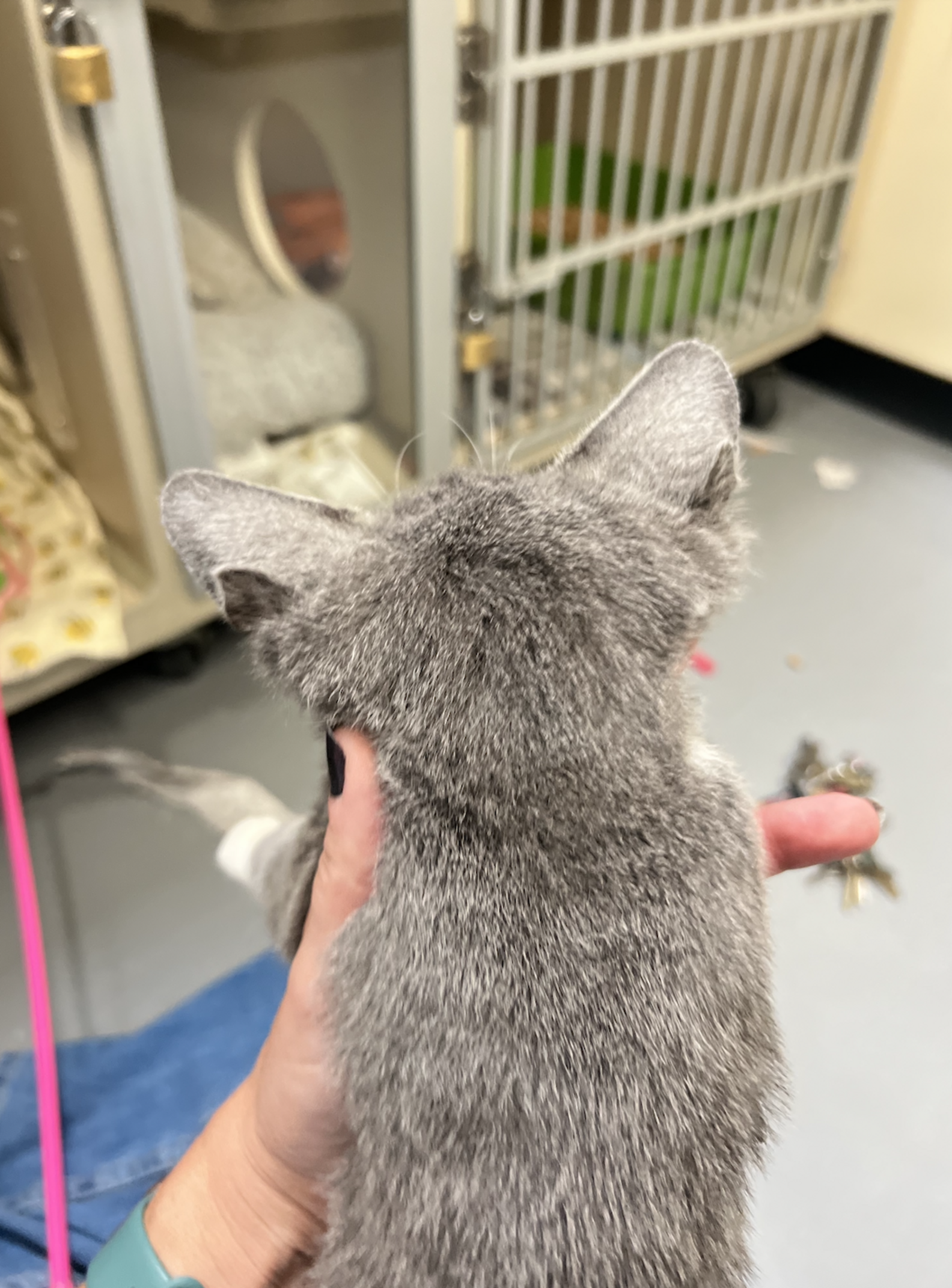 Shelter Staff Gasps When Kitten Turns Around And Reveals A Rare Quirk ...
