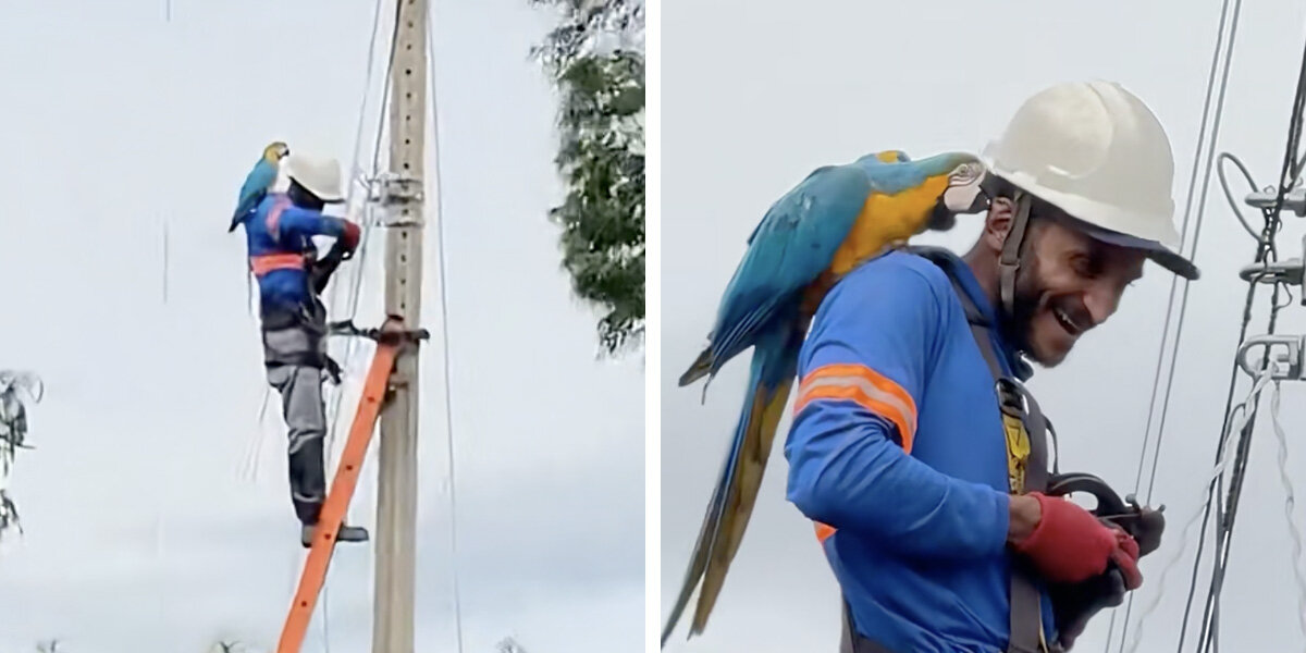 Utility Worker Unexpectedly 'Snuggled' By Wild Parrot While On The Job ...