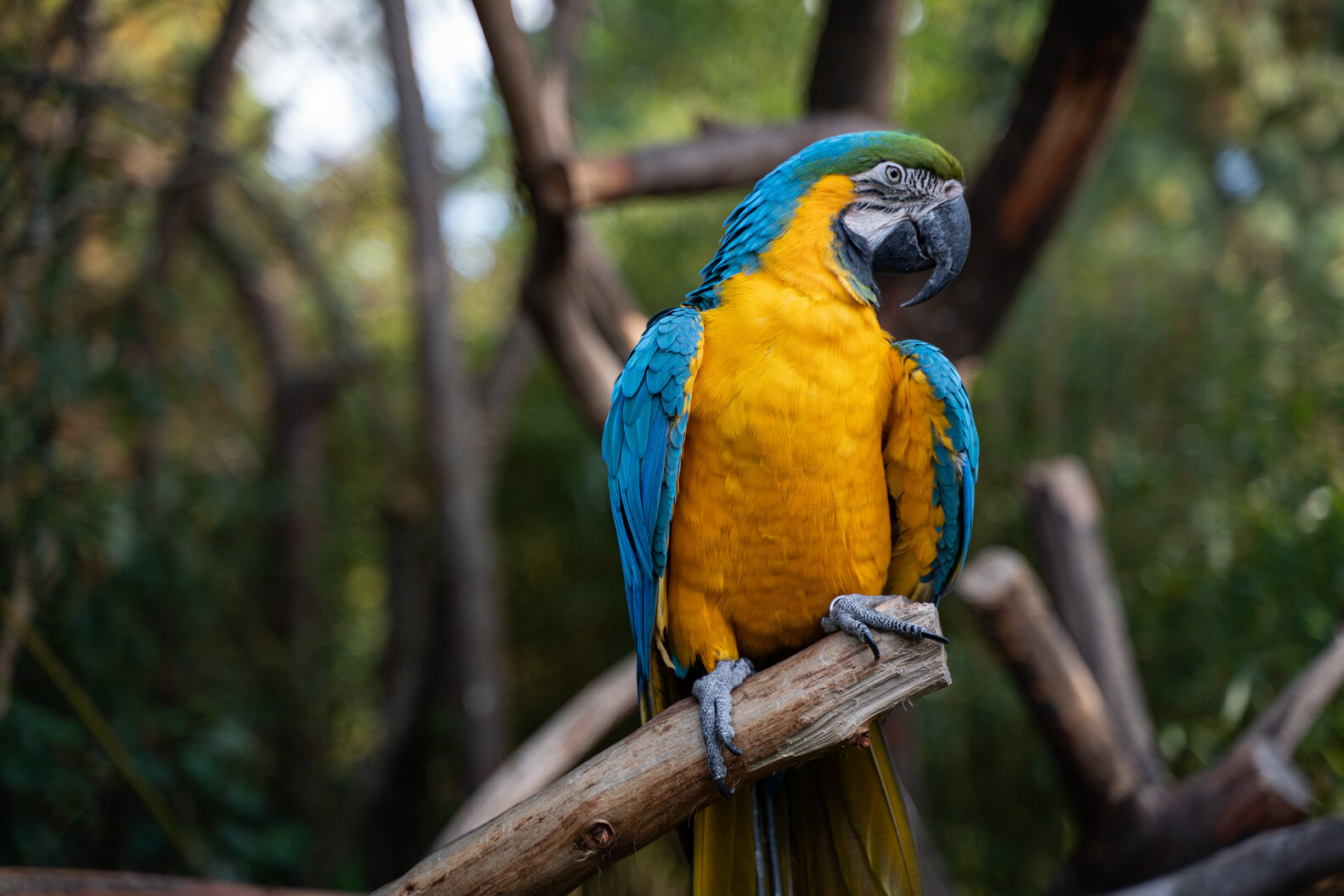 オウムの可愛い写真