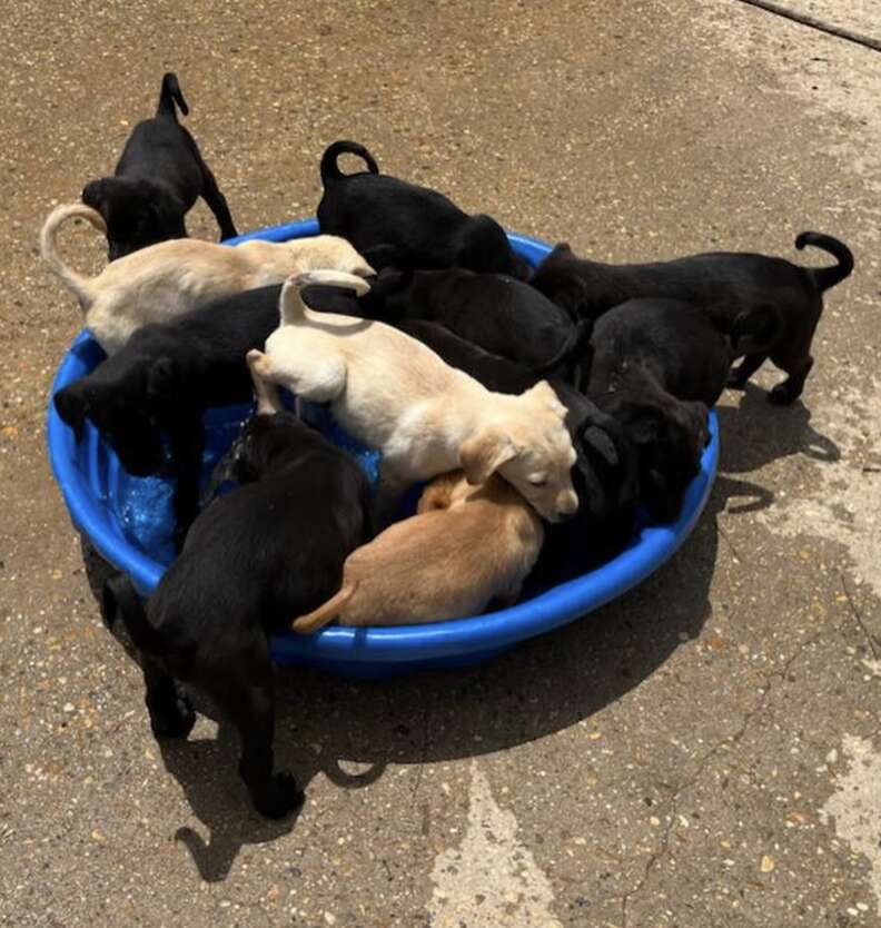 puppies playing