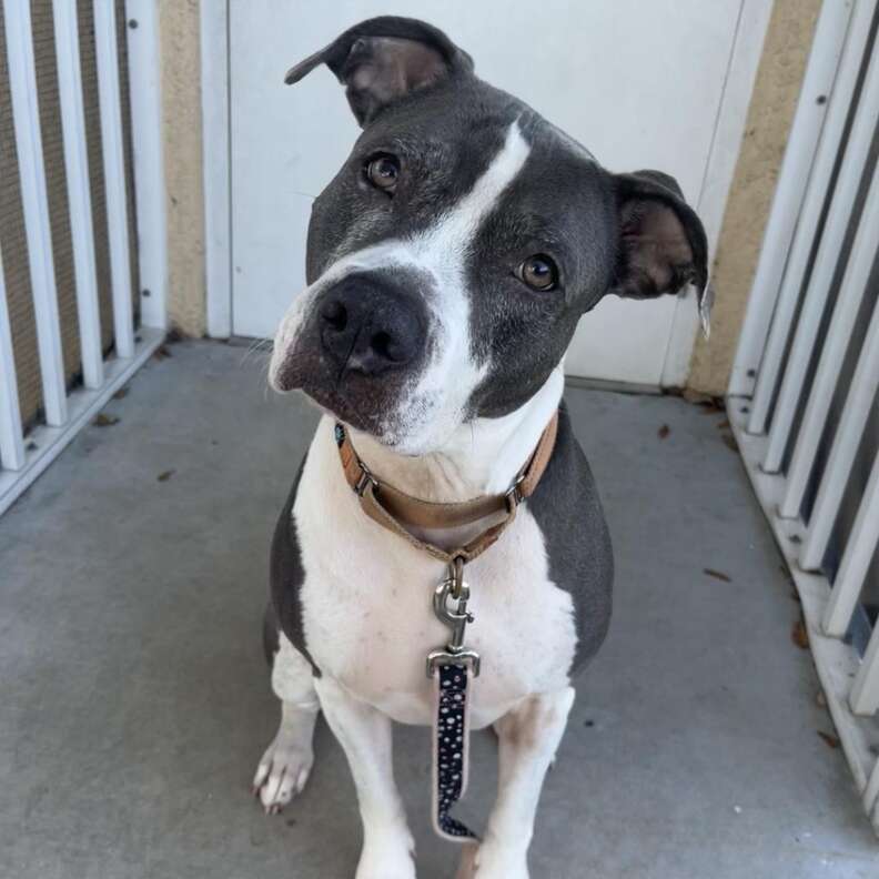 Shelter Dog Has Spent 3 Years Curled Up In Kennel, Waiting To Be Chosen