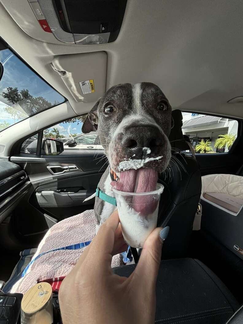 Shelter Dog Has Spent 3 Years Curled Up In Kennel, Waiting To Be Chosen