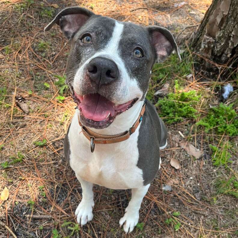 Shelter Dog Has Spent 3 Years Curled Up In Kennel, Waiting To Be Chosen