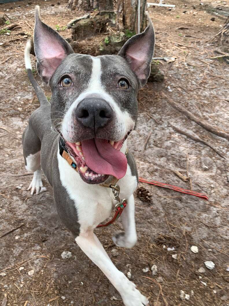 Shelter Dog Has Spent 3 Years Curled Up In Kennel, Waiting To Be Chosen