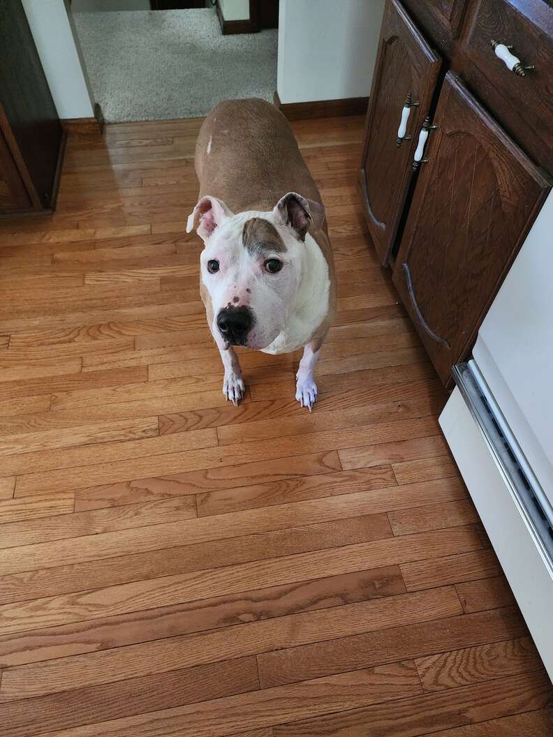 Dog Goes Outside To Use The Bathroom — And This Is How Rescuers Find Him