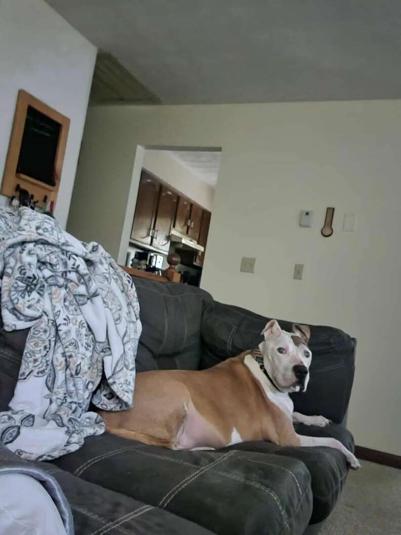 Dog Goes Outside To Use The Bathroom — And This Is How Rescuers Find Him