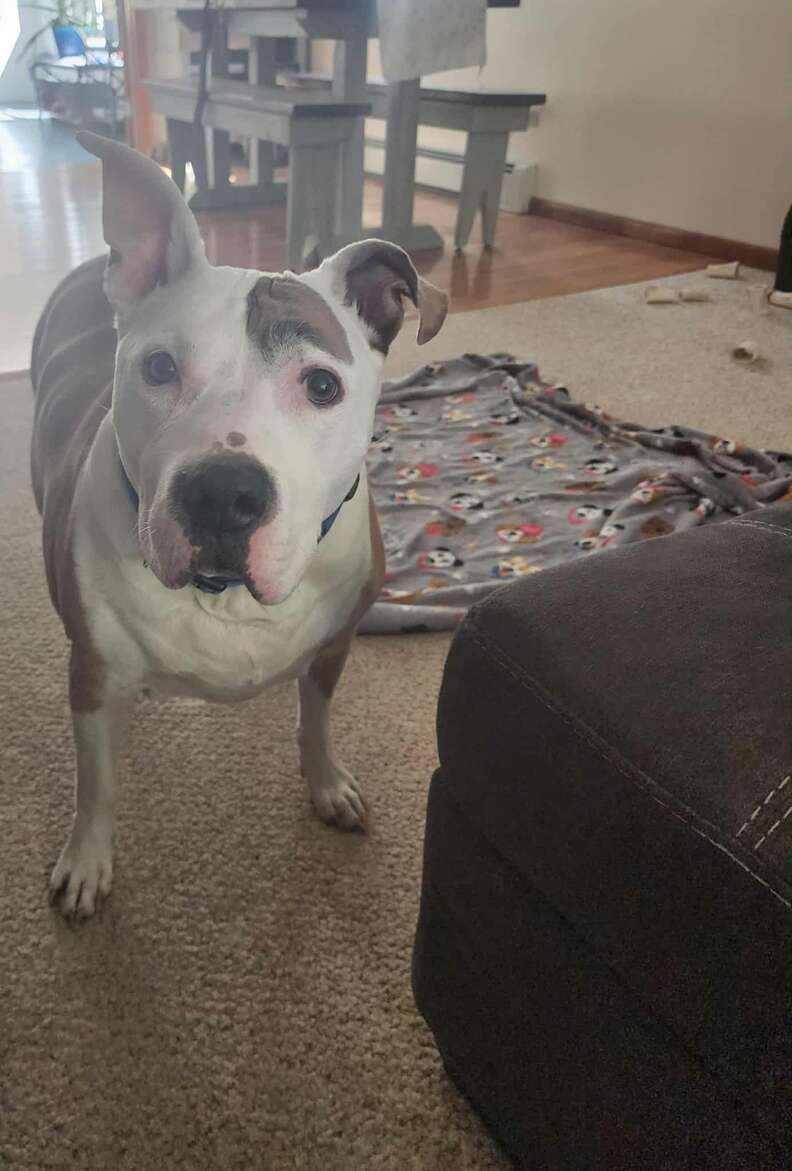 Dog Goes Outside To Use The Bathroom — And This Is How Rescuers Find Him