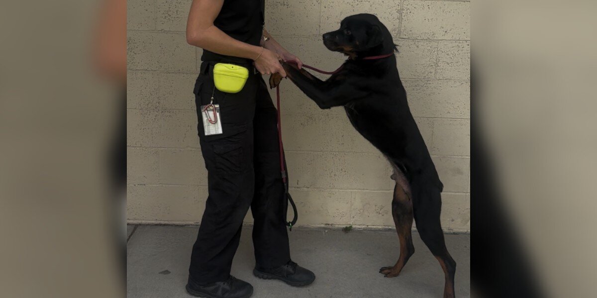 Frightened Puppy Will Only Leave Shelter Kennel If Someone Is Holding His Paws