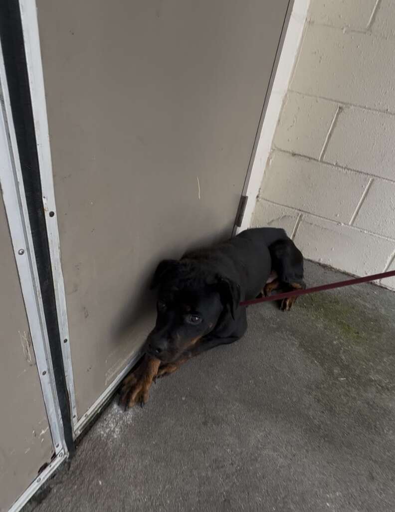 Frightened Puppy Will Only Leave Shelter Kennel If Someone Is Holding His Paws
