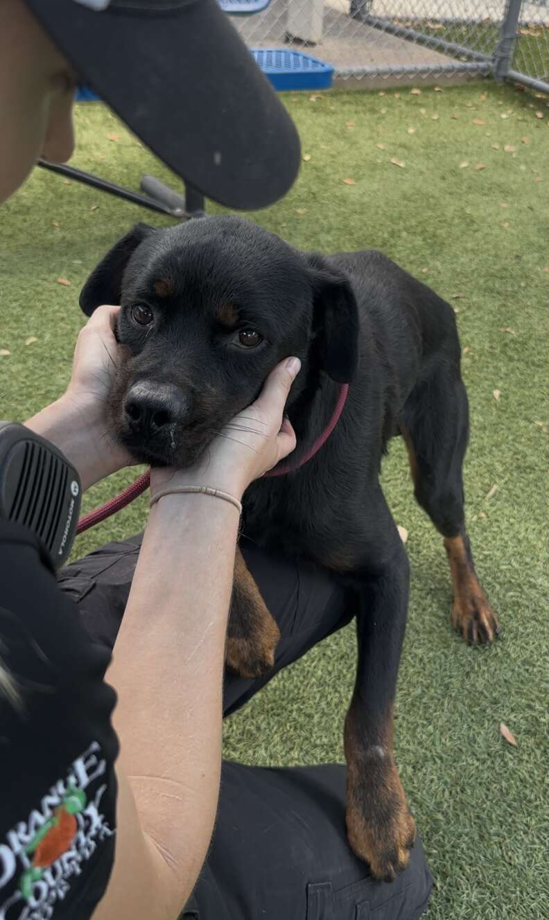 Frightened Puppy Will Only Leave Shelter Kennel If Someone Is Holding His Paws