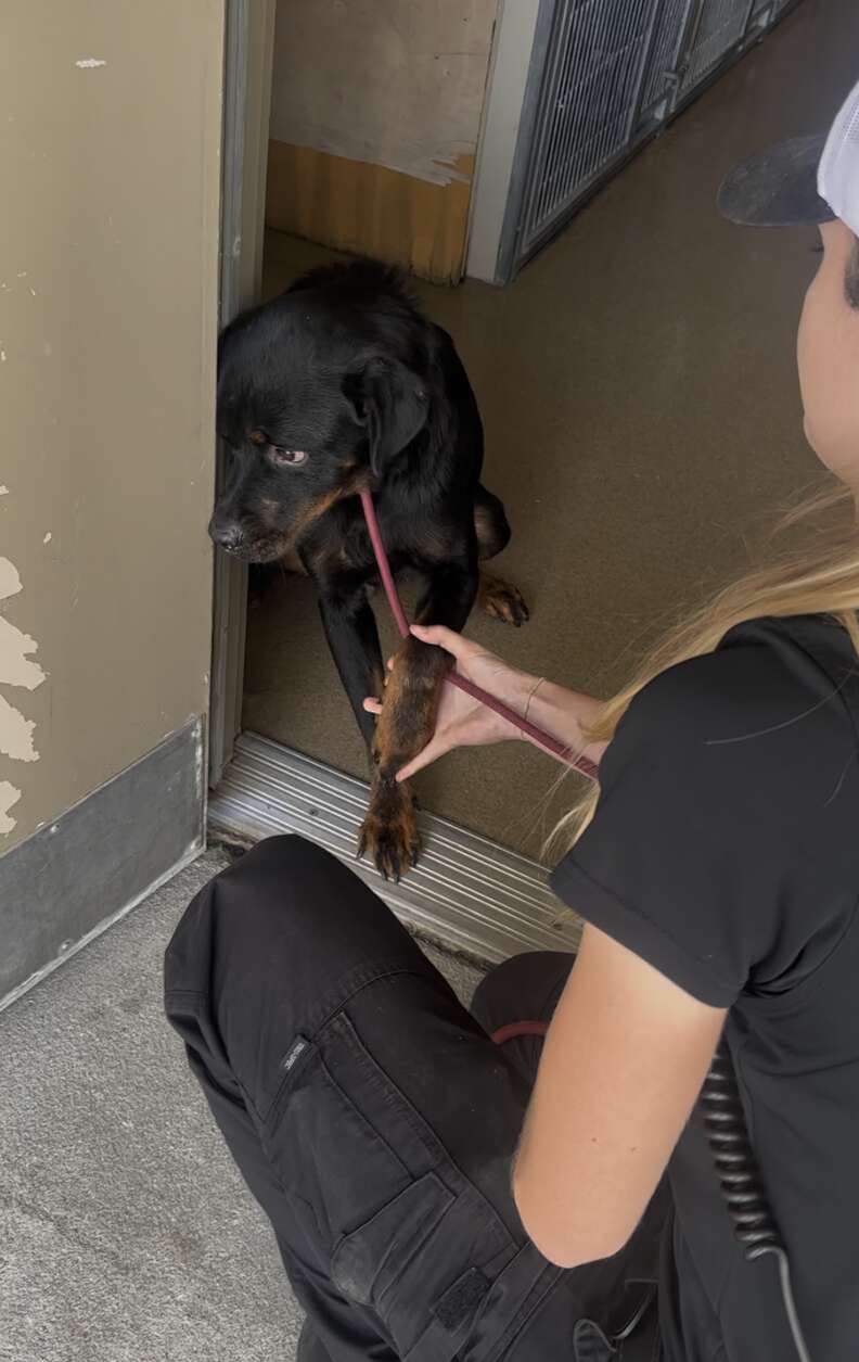 Frightened Puppy Will Only Leave Shelter Kennel If Someone Is Holding His Paws