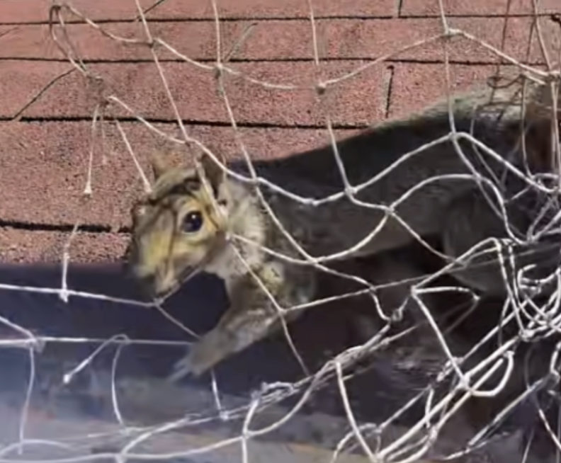 リスを救出中のジョンさん