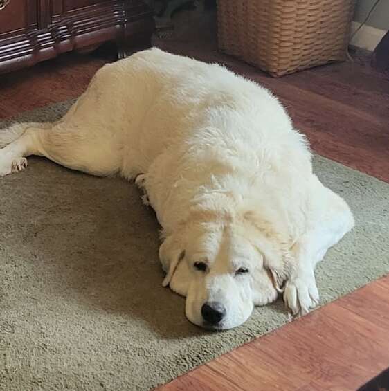 成長した犬たち