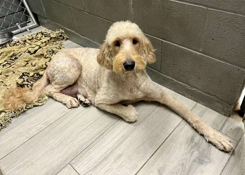 Rescuers Drop Everything After Finding Chained Dog And An Open Cardboard Box
