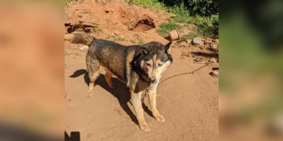 Husky Left Tied To Chain Without Shelter Transforms After Finding True Love