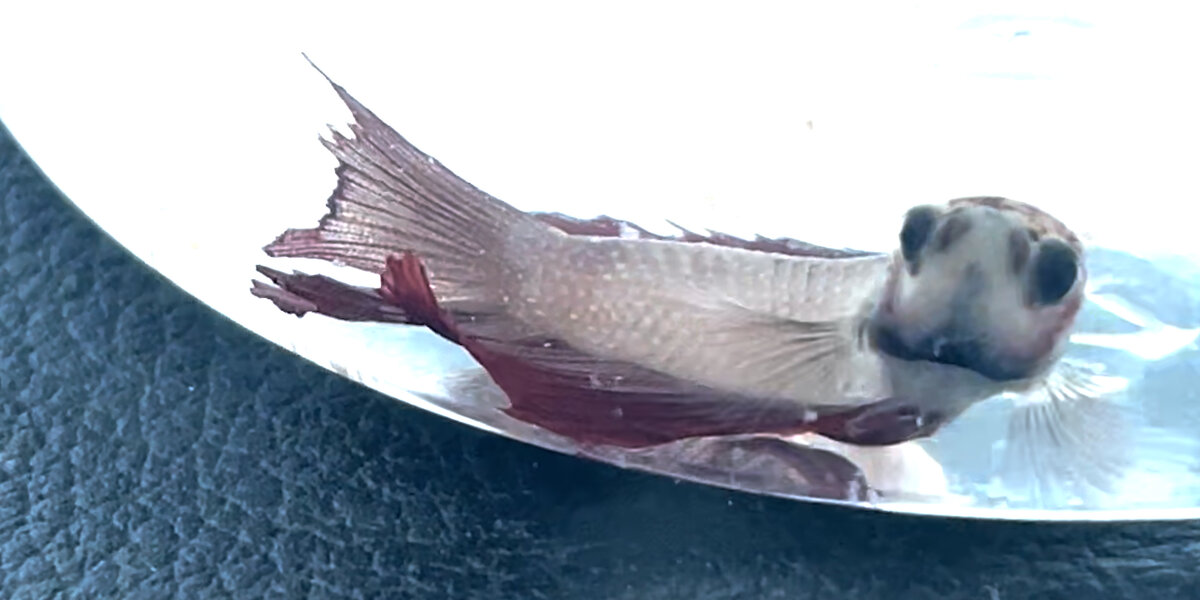 Neglected Petstore Fish Completely Transforms Color - Videos - The Dodo