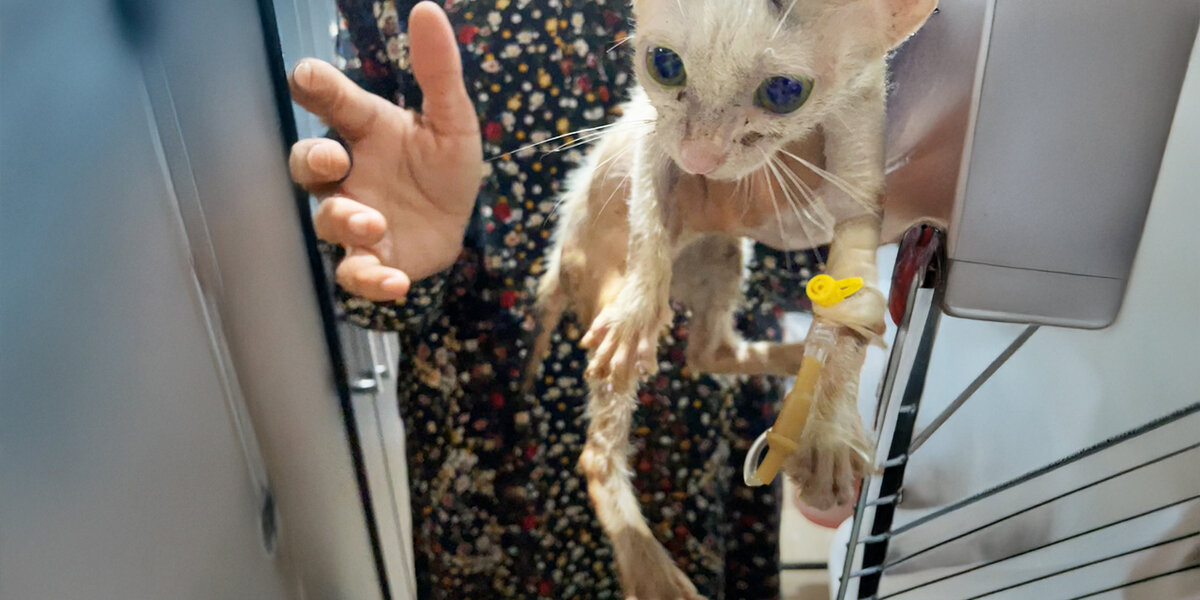 Scared Cat Who Screamed at Pets Now Loves To Cuddle - Videos - The Dodo