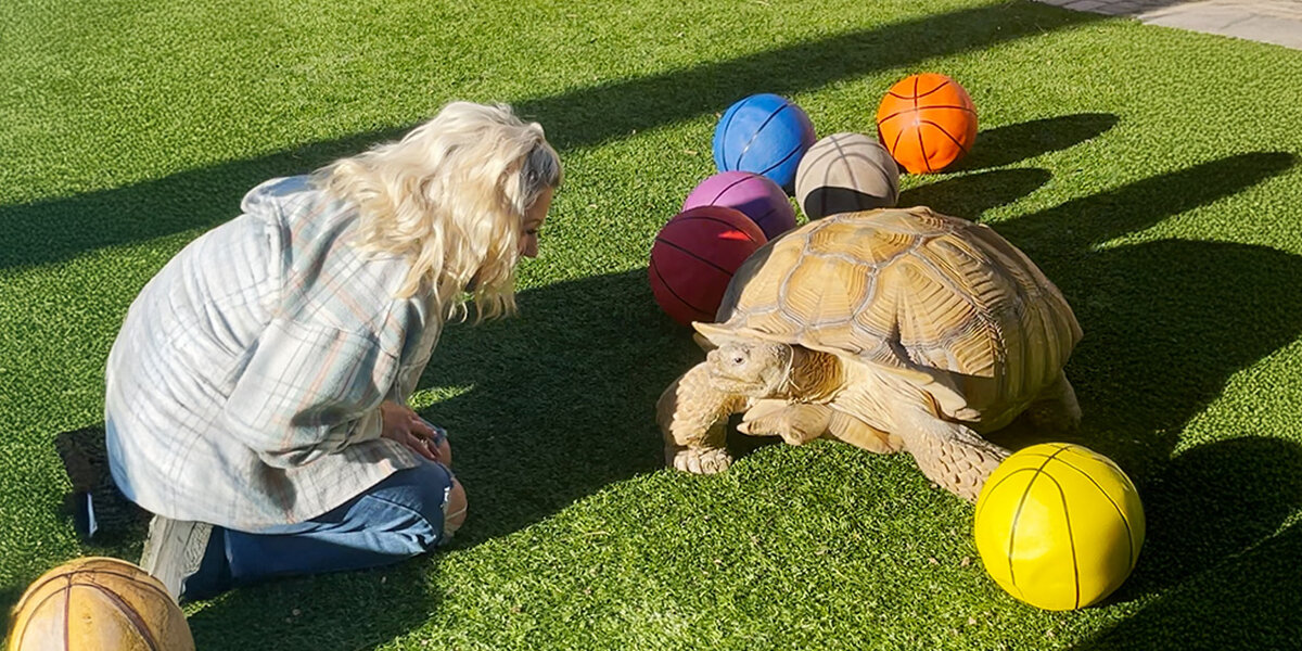 Basketball Solved A Tortoise's Anger Issues - Videos - The Dodo