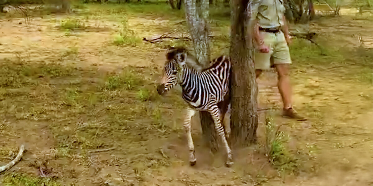 Baby Zebra Stuck In A Tree Gets Rescued By Rangers - Videos - The Dodo