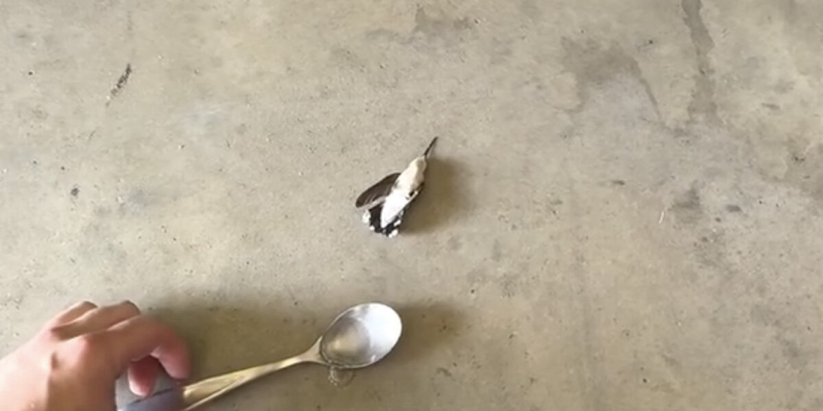 Firefighter Finds Lifeless Little Animal On Ground And Realizes What's Wrong