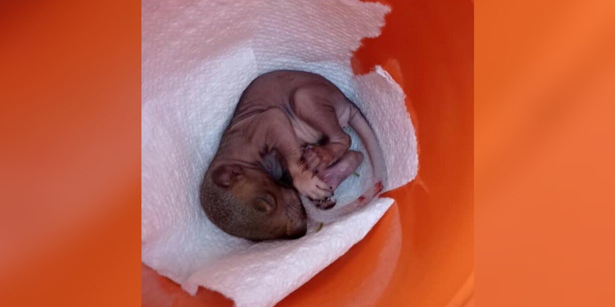 Woman Finds Tiny, Pink Baby In Yard — Then Holds Her Breath For A Miracle