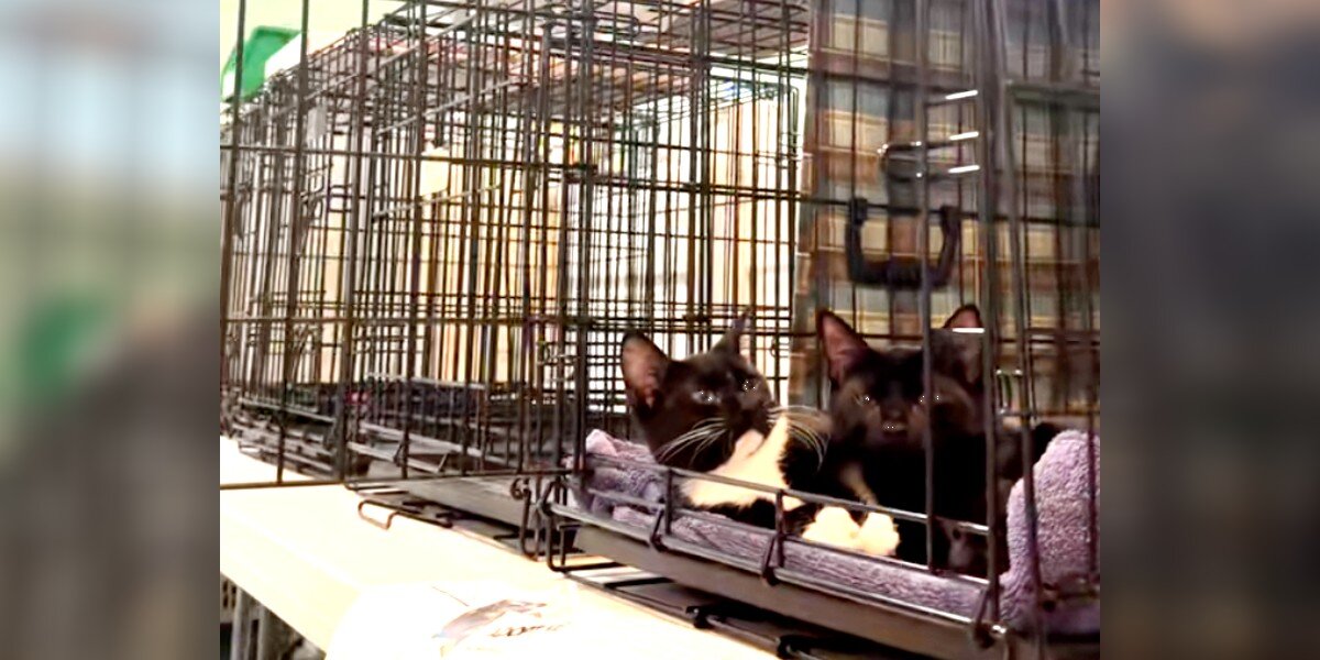 Kittens Ignored At Adoption Event Don't Know It's Because They're 'Different'