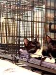 Kittens Ignored At Adoption Event Don't Know It's Because They're 'Different'