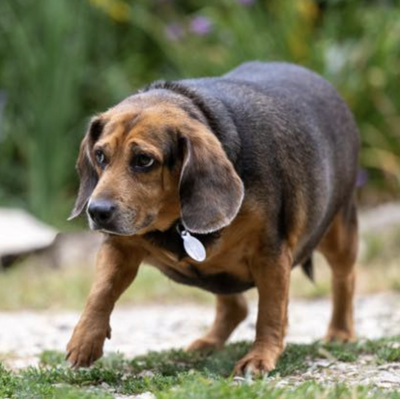 overweight beagle 
