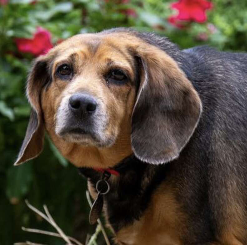 sad beagle
