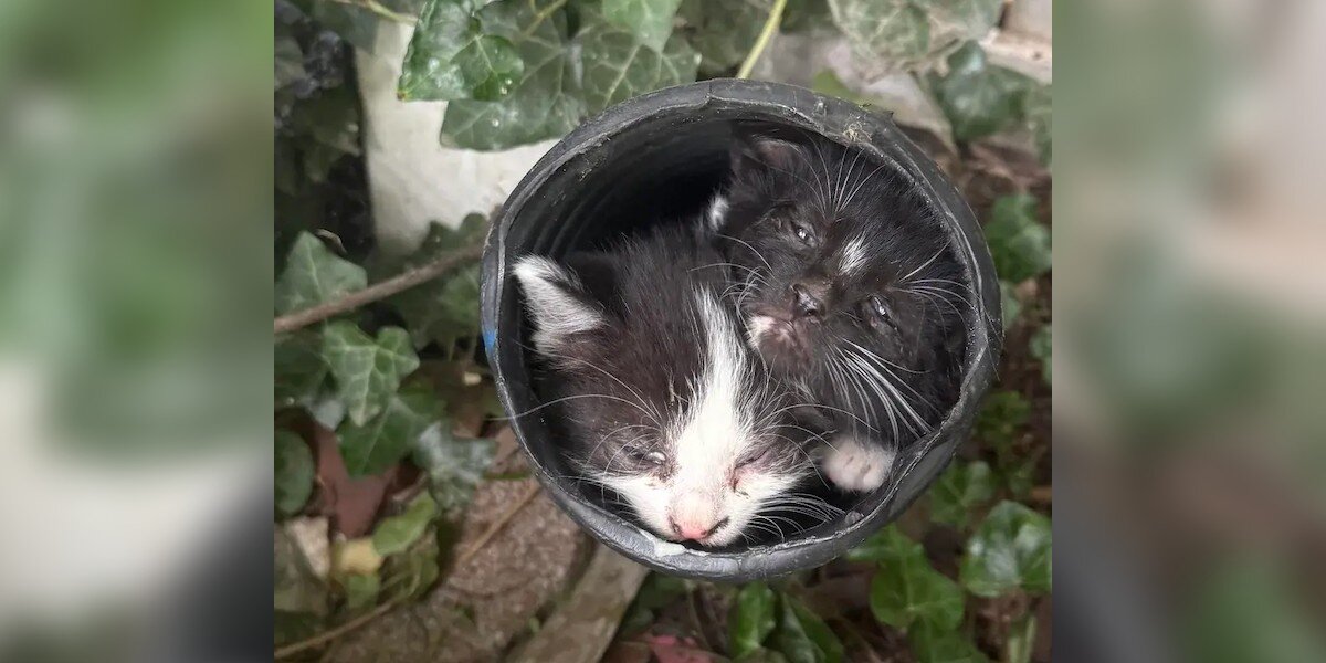 Woman Stumbles Upon Fluffy Babies In Her Garden Drain — And Saves Seven Lives