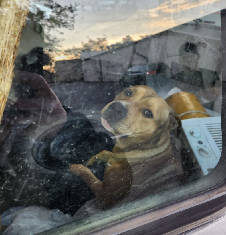 dog in car 