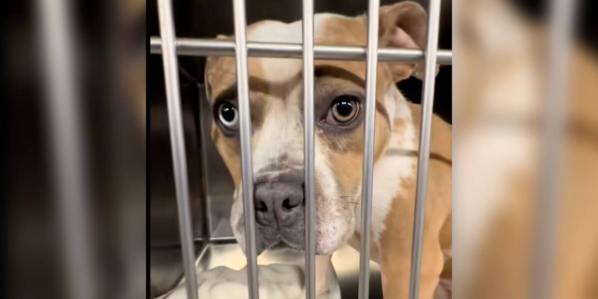 Overlooked Shelter Pup Thought She Was Going Home — Then Her Adopter Didn't  Show - The Dodo