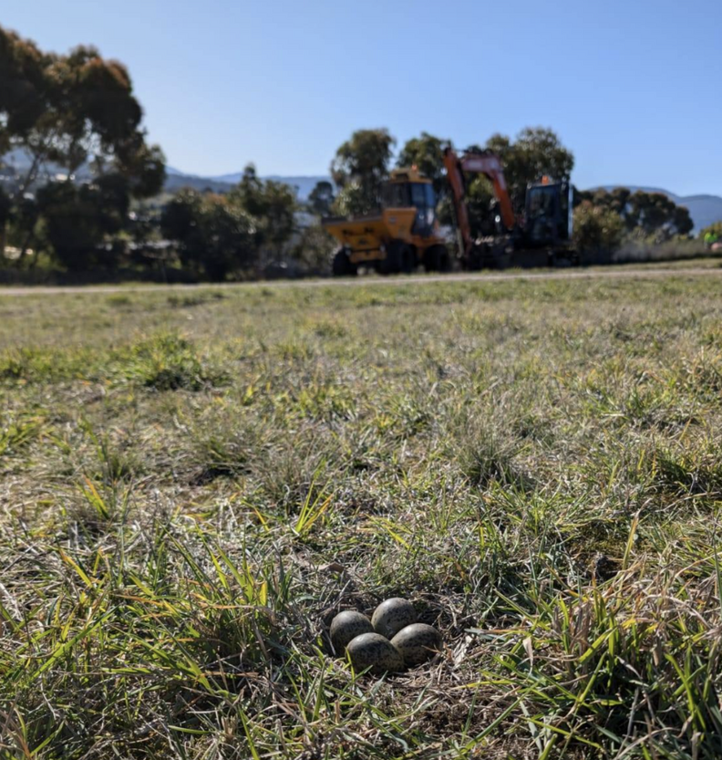 eggs near construction 