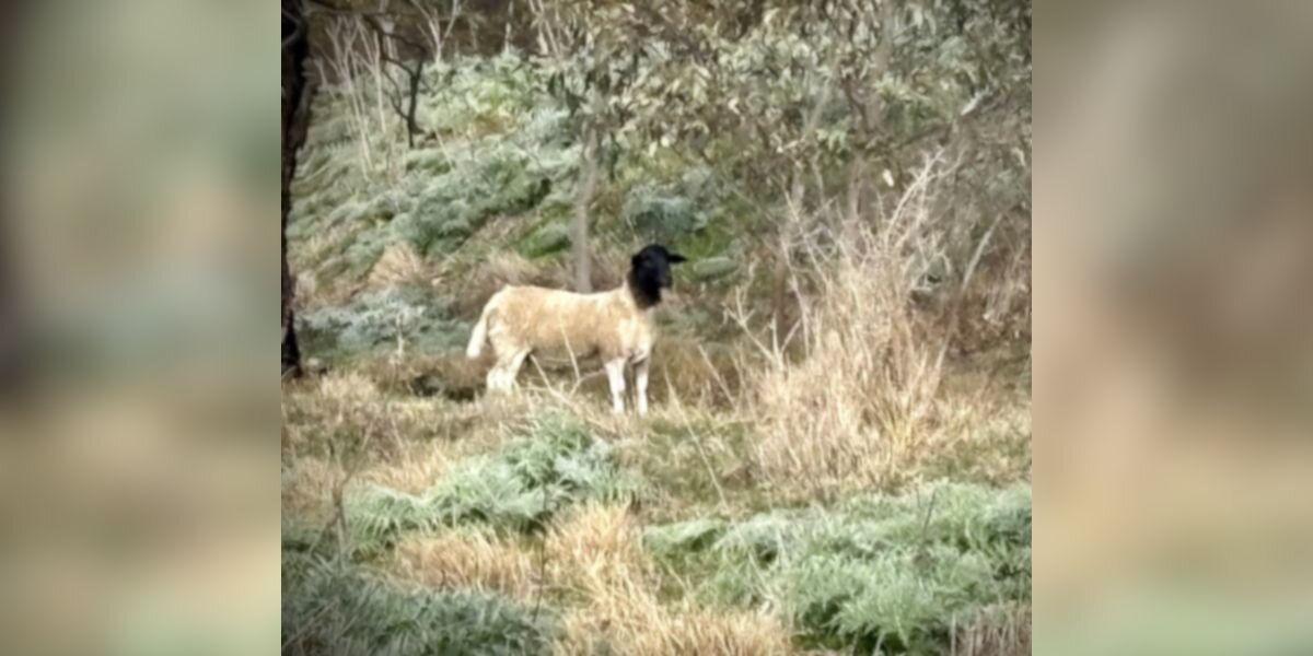 Hiker Calls For Help When He Spots 'Strange-Looking Kangaroo’ In National Park