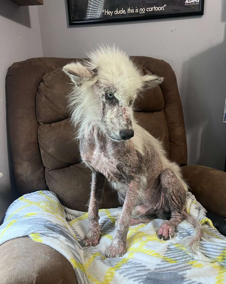 Teacher Sees Hairless Dog Wandering By School And Decides To Change His Life