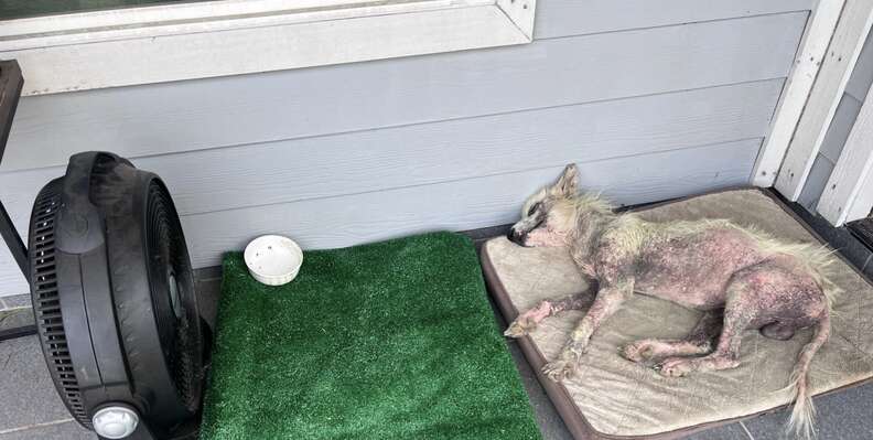 Teacher Sees Hairless Dog Wandering By School And Decides To Change His Life