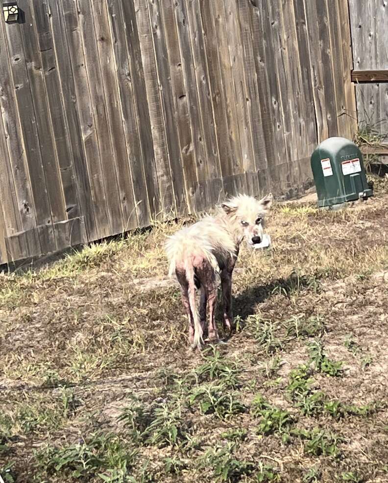 Teacher Sees Hairless Dog Wandering By School And Decides To Change His Life