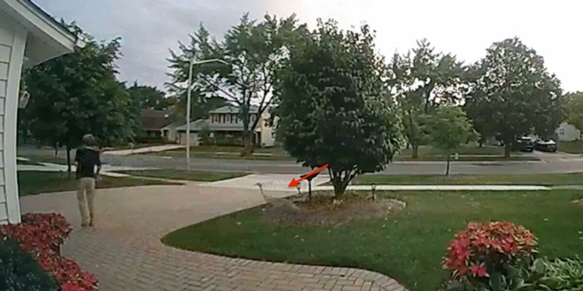 Woman Tries To Help Giant Bird Standing In Street — And He Follows Her Home