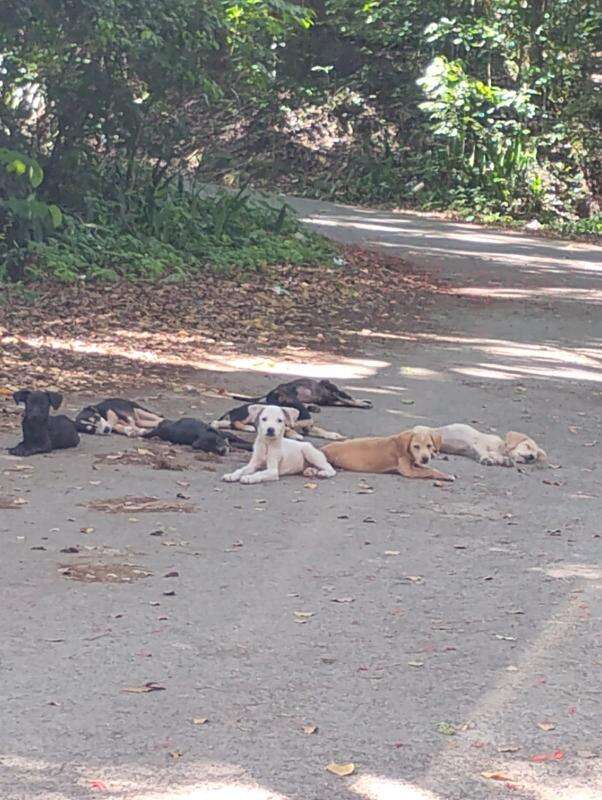 Tiny Pup Keeps Calling Out From The Roadside Until Rescuer Finds His Whole Litter