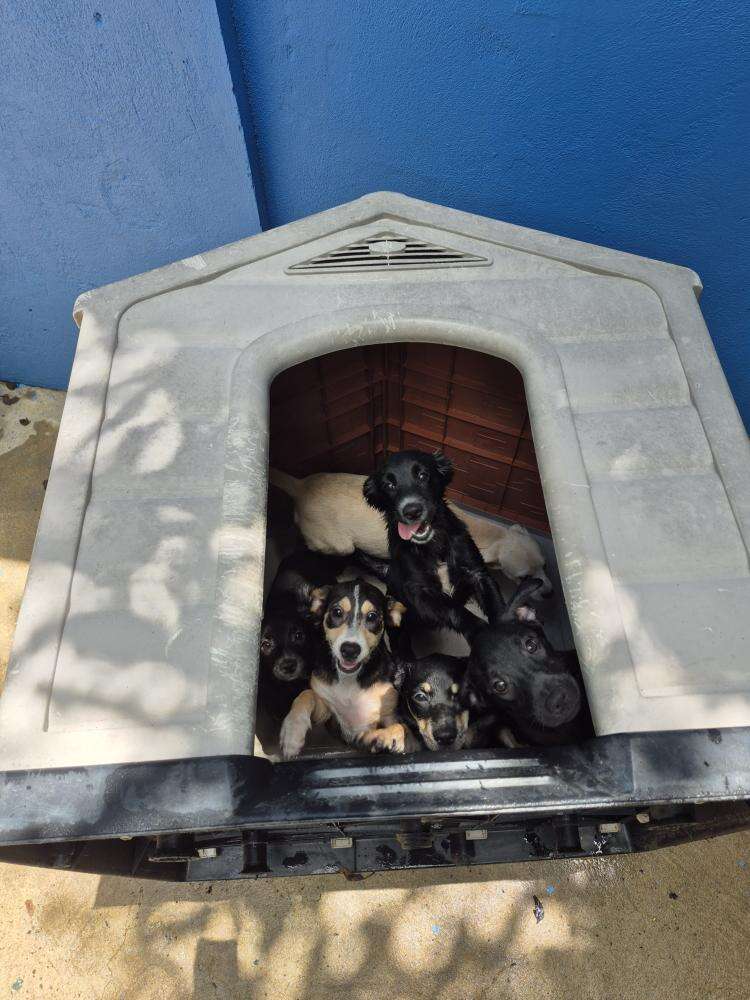 Tiny Pup Keeps Calling Out From The Roadside Until Rescuer Finds His Whole Litter
