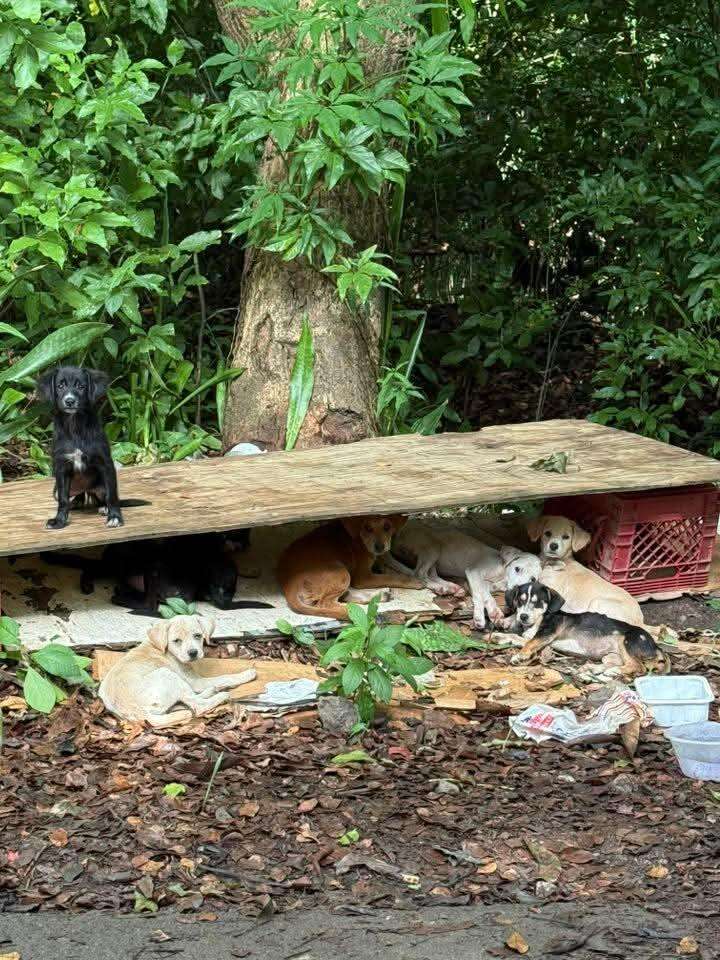 Tiny Pup Keeps Calling Out From The Roadside Until Rescuer Finds His Whole Litter