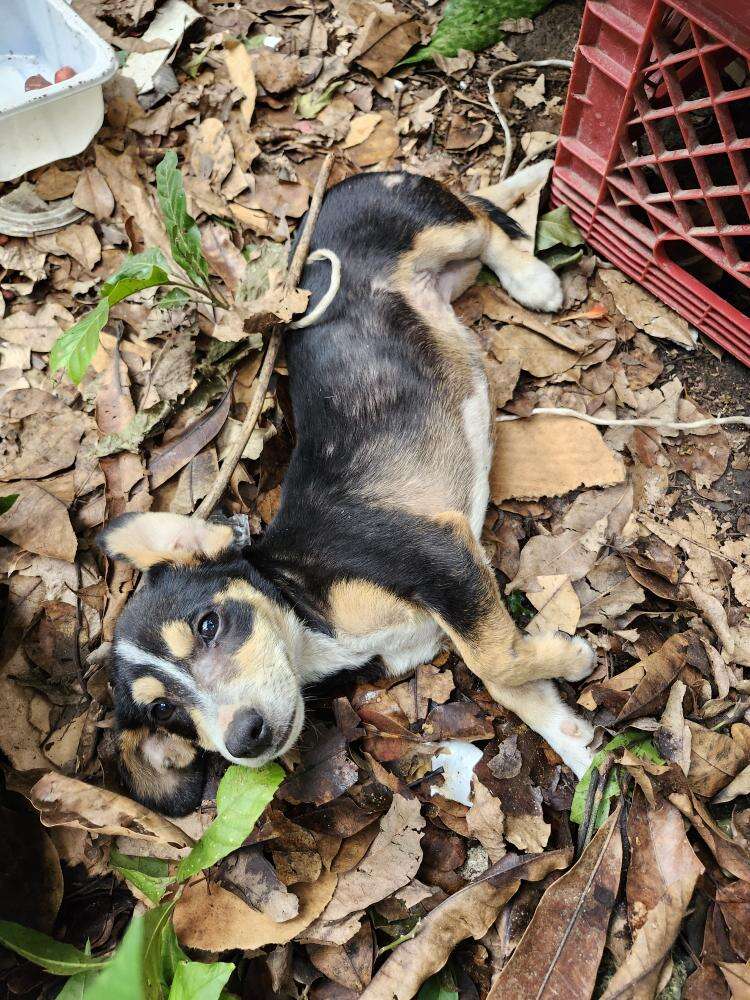 Tiny Pup Keeps Calling Out From The Roadside Until Rescuer Finds His Whole Litter
