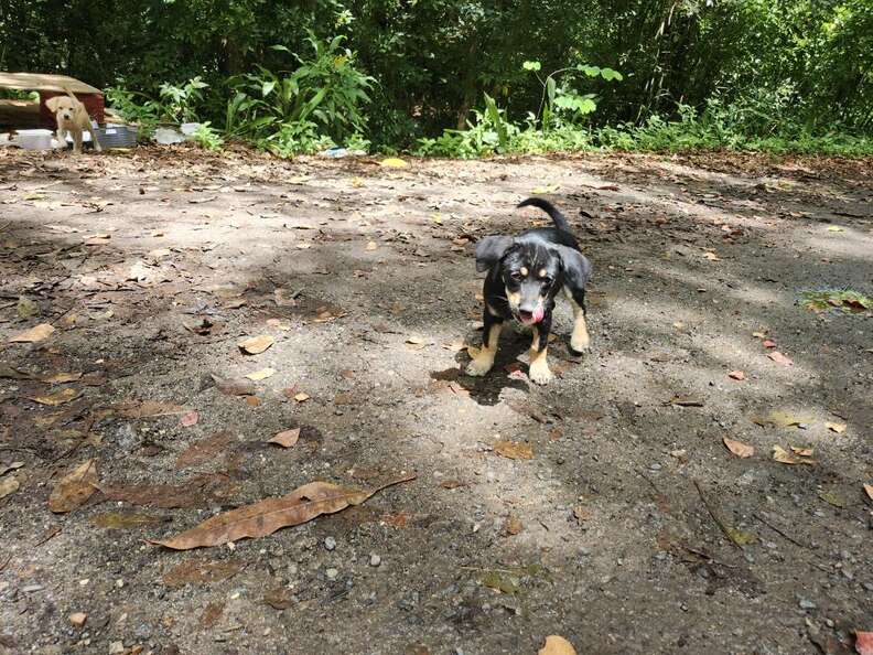 Tiny Pup Keeps Calling Out From The Roadside Until Rescuer Finds His Whole Litter