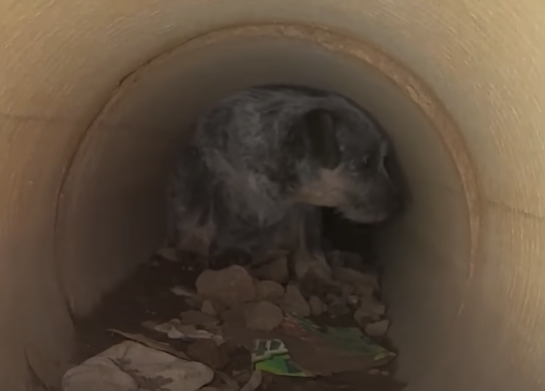 dog in drain pipe