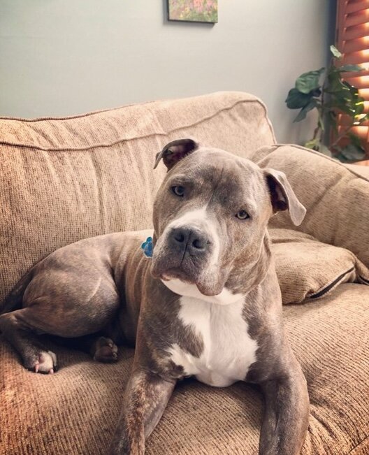 pit bull