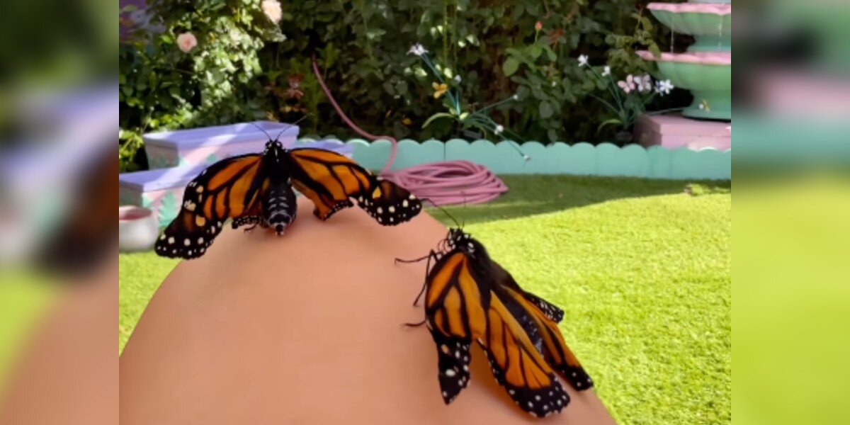 Butterflies With Broken Wings Experience 'Flying' With Some Help From A Gardner