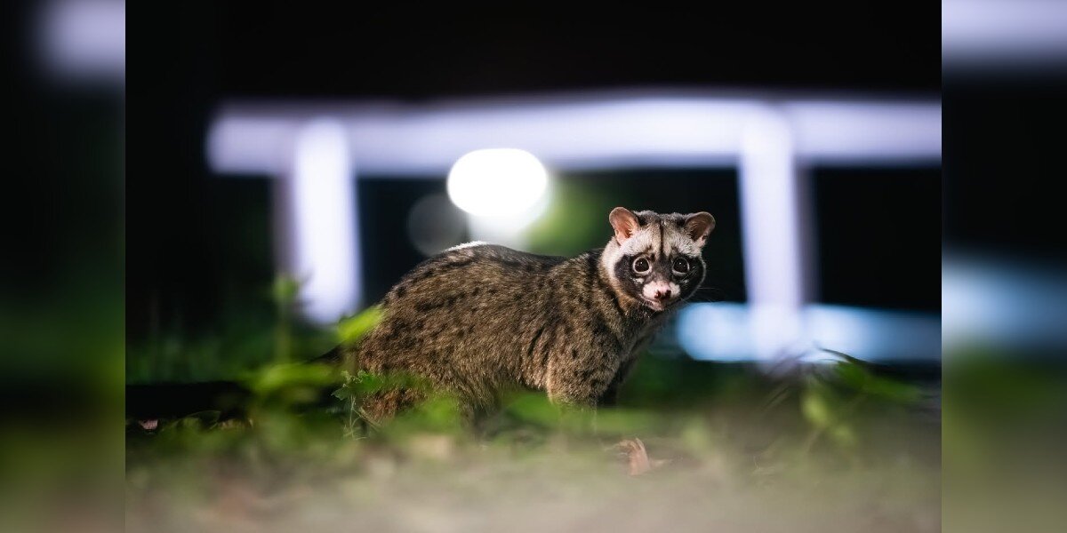 This Wide-Eyed Animal Owns The Night - And One Photographer Stays Up To Catch It All