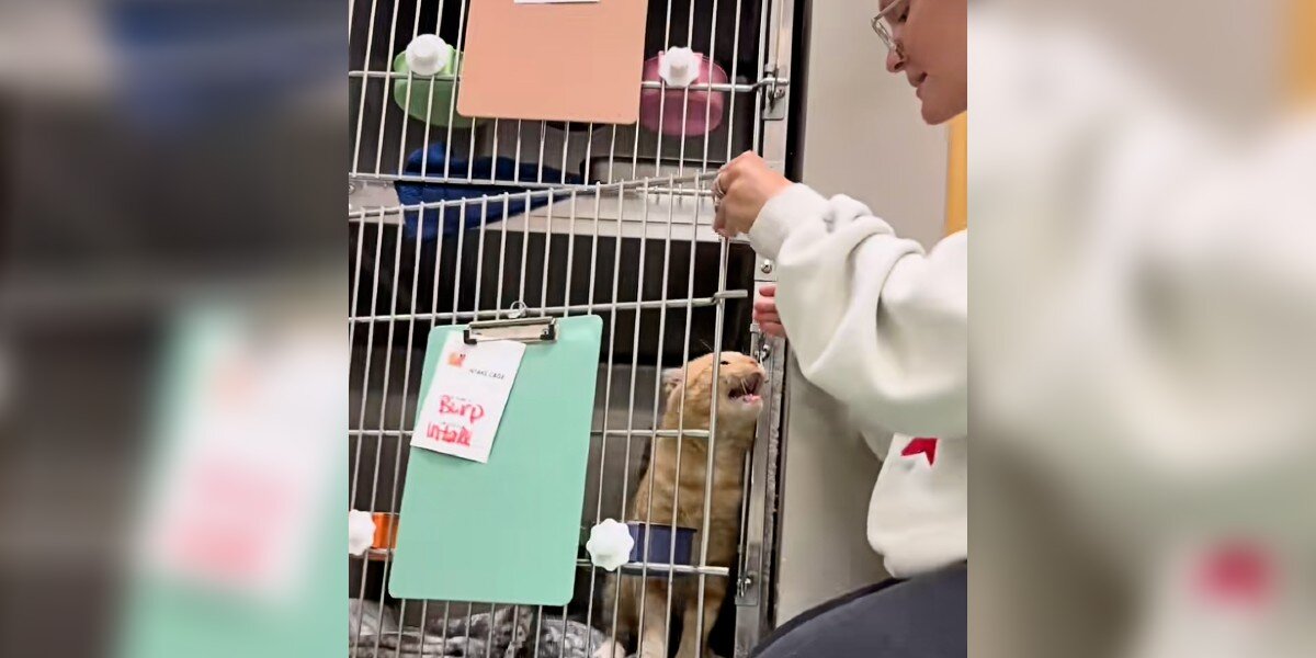 Shelter Cat Who ‘Hates Being Alone’ Begs Volunteer Not To Return Him To Kennel