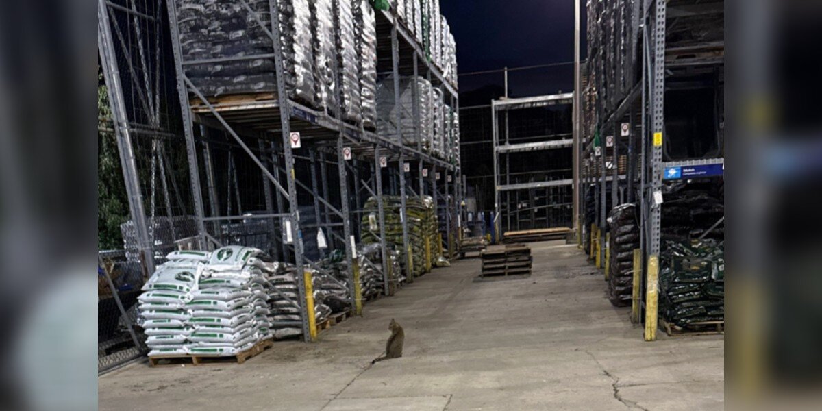 Lowe's Worker Hears A Strange Noise - Then Realizes A Little Animal Is Following Him