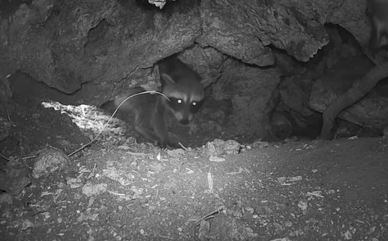 baby raccoon in fox den